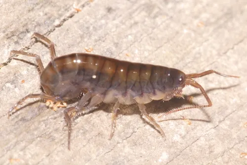 Lawn Shrimp - photo 5