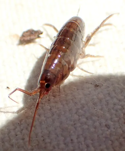 Lawn Shrimp - photo 6
