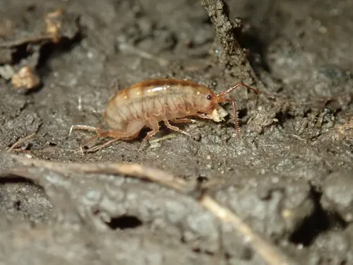 Lawn Shrimp - photo 7