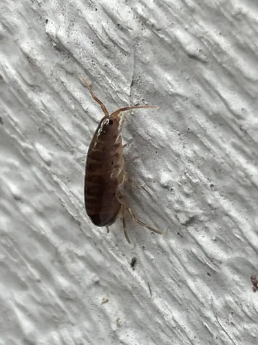Lawn Shrimp - photo 8