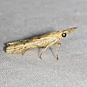 Alligatorweed Stem Borer Moth - Hodges#5914.5