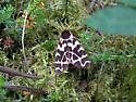 Opulent Tiger Moth - Hodges#8166.1