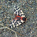 Opulent Tiger Moth - Hodges#8166.1 - photo 2