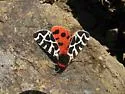Opulent Tiger Moth - Hodges#8166.1 - photo 3