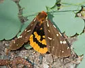 St. Lawrence Tiger Moth - Hodges#8162
