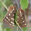 St. Lawrence Tiger Moth - Hodges#8162 - photo 2