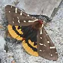 St. Lawrence Tiger Moth - Hodges#8162 - photo 3