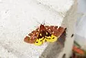 St. Lawrence Tiger Moth - Hodges#8162 - photo 4