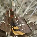 St. Lawrence Tiger Moth - Hodges#8162 - photo 5