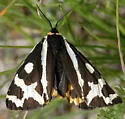 Wood Tiger Moth - Hodges#8127