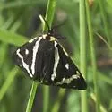 Wood Tiger Moth - Hodges#8127 - photo 2