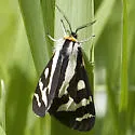 Wood Tiger Moth - Hodges#8127 - photo 3