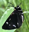 Wood Tiger Moth - Hodges#8127 - photo 4