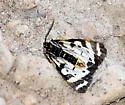 Wood Tiger Moth - Hodges#8127 - photo 5