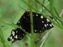 Ranchman's Tiger Moth - Hodges#8163