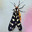 Ranchman's Tiger Moth - Hodges#8163 - photo 3