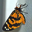 Ranchman's Tiger Moth - Hodges#8163 - photo 4