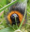 Ranchman's Tiger Moth - Hodges#8163 - photo 5