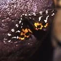 Yarrow's Tiger - Hodges#8165.2