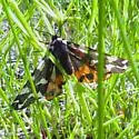 Yarrow's Tiger - Hodges#8165.2 - photo 2