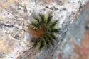 Yarrow's Tiger - Hodges#8165.2 - photo 3