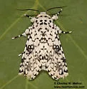 Arctioptera cavillator - Hodges#9187 - photo 4