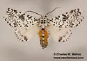 Arctioptera cavillator - Hodges#9187 - photo 5