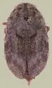 Arctobyrrhus subcanus