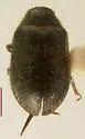Arctobyrrhus subcanus - photo 2