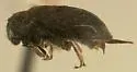 Arctobyrrhus subcanus - photo 3