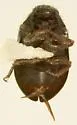 Arctobyrrhus subcanus - photo 4