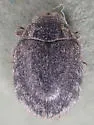 Arctobyrrhus subcanus - photo 5