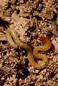 Eastern Saw-toothed Centipede - photo 2