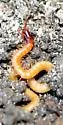 Eastern Saw-toothed Centipede - photo 3