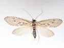 Arctopsyche grandis