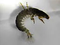 Arctopsyche grandis - photo 2