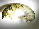 Arctopsyche grandis - photo 4