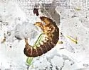 Arctopsyche grandis - photo 5