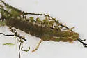 Arctopsyche ladogensis