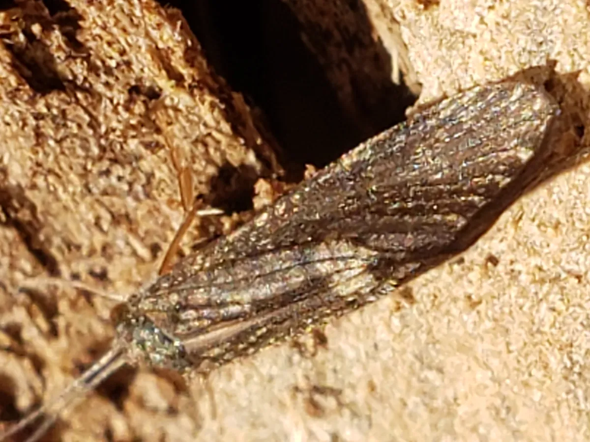 Arctopsychidae - photo 2