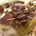 Arctosa alpigena - photo 5
