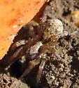 Arctosa emertoni