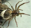Arctosa emertoni - photo 2