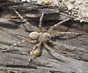 Arctosa littoralis - photo 3