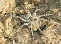 Arctosa littoralis - photo 5