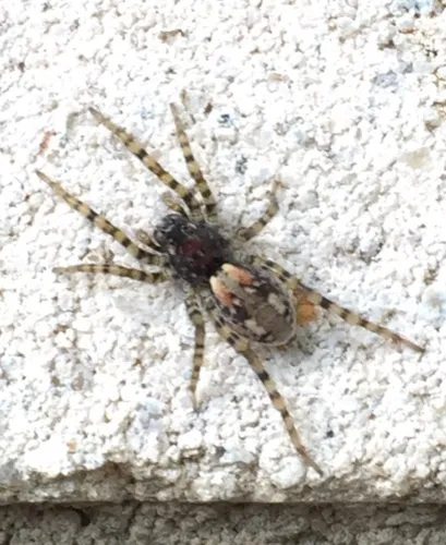 Sand Bear Spider