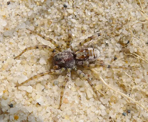 Sand Bear Spider - photo 2