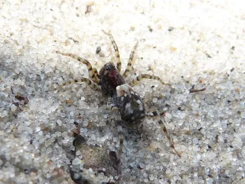 Sand Bear Spider - photo 3