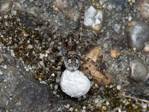 Sand Bear Spider - photo 5
