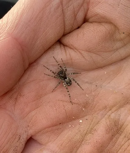 Sand Bear Spider - photo 6